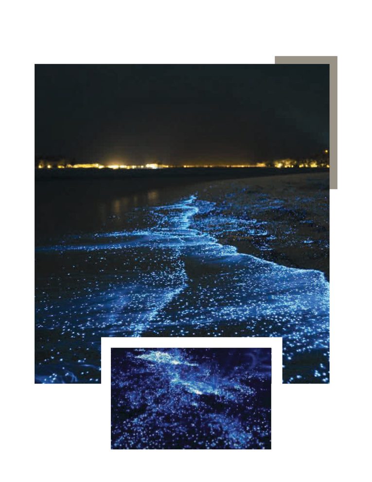 Mar bioluminiscente iluminado de noche en Barú